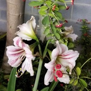 Meet your Posher, Beatriz